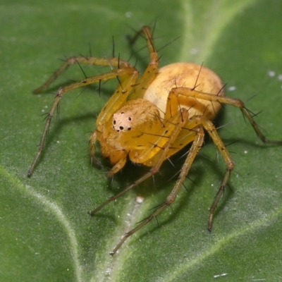 Oxyopes (genus) (Lynx spider) at Brisbane City Botanic Gardens - 8 Nov 2023 by TimL
