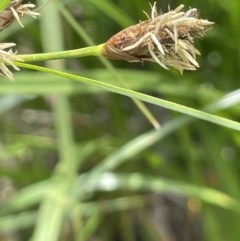 Bolboschoenus fluviatilis (Marsh Club-rush) at Coree, ACT - 8 Nov 2023 by JaneR