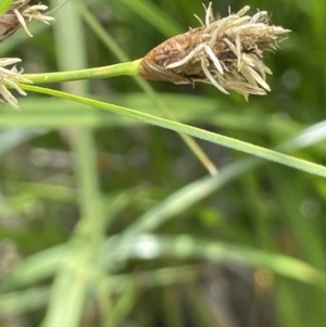 Bolboschoenus fluviatilis at Woodstock Nature Reserve - 8 Nov 2023