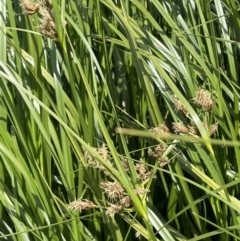 Bolboschoenus fluviatilis at Woodstock Nature Reserve - 8 Nov 2023