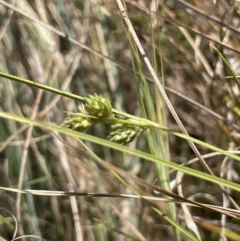 Carex inversa (Knob Sedge) at Coree, ACT - 8 Nov 2023 by JaneR