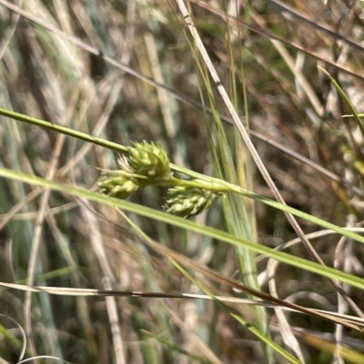 Carex inversa (Knob Sedge) at Coree, ACT - 8 Nov 2023 by JaneR