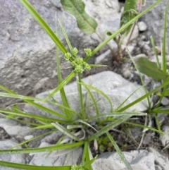 Cyperus eragrostis (Umbrella Sedge) at Woodstock Nature Reserve - 8 Nov 2023 by JaneR