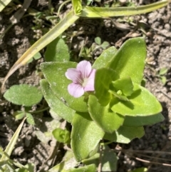 Gratiola peruviana (Australian Brooklime) at Woodstock Nature Reserve - 8 Nov 2023 by JaneR