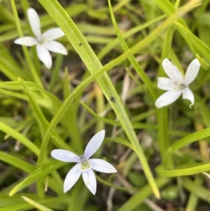 Isotoma fluviatilis subsp. australis at Woodstock Nature Reserve - 8 Nov 2023