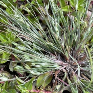 Juncus bufonius at Woodstock Nature Reserve - 8 Nov 2023 03:34 PM