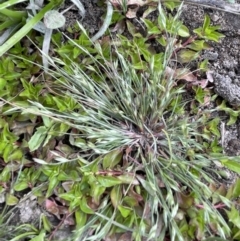 Juncus bufonius at Woodstock Nature Reserve - 8 Nov 2023