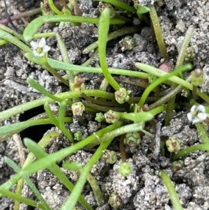 Limosella australis at Woodstock Nature Reserve - 8 Nov 2023