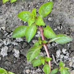 Ludwigia palustris (Marsh Purslane) at Woodstock Nature Reserve - 8 Nov 2023 by JaneR