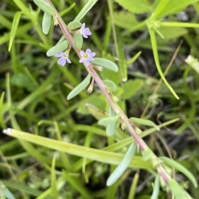 Lythrum hyssopifolia (Small Loosestrife) at Coree, ACT - 8 Nov 2023 by JaneR