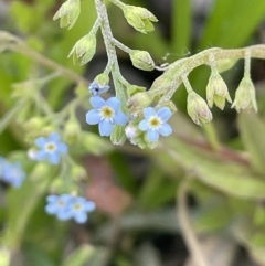 Myosotis laxa subsp. caespitosa (Water Forget-me-not) at Coree, ACT - 8 Nov 2023 by JaneR