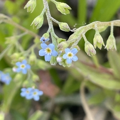 Myosotis laxa subsp. caespitosa (Water Forget-me-not) at Coree, ACT - 8 Nov 2023 by JaneR