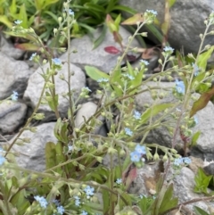 Myosotis laxa subsp. caespitosa at Woodstock Nature Reserve - 8 Nov 2023