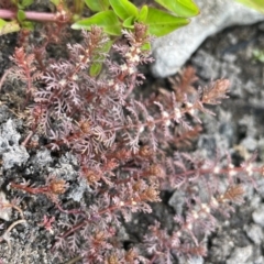 Myriophyllum verrucosum (Red Water-milfoil) at Woodstock Nature Reserve - 8 Nov 2023 by JaneR