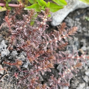 Myriophyllum verrucosum at Woodstock Nature Reserve - 8 Nov 2023 03:28 PM