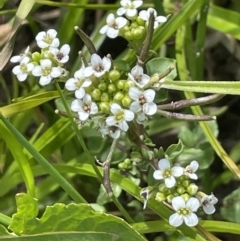 Rorippa nasturtium-aquaticum (Watercress) at Woodstock Nature Reserve - 8 Nov 2023 by JaneR