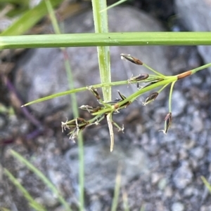 Schoenus apogon at Woodstock Nature Reserve - 8 Nov 2023