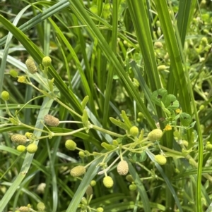 Ranunculus sceleratus subsp. sceleratus at Woodstock Nature Reserve - 8 Nov 2023