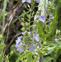 Veronica anagallis-aquatica (Blue Water Speedwell) at Coree, ACT - 8 Nov 2023 by JaneR