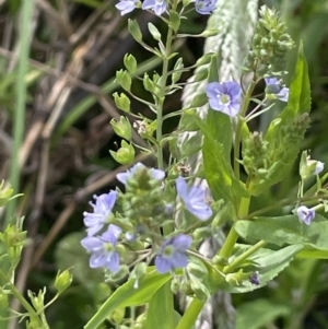 Veronica anagallis-aquatica at Woodstock Nature Reserve - 8 Nov 2023