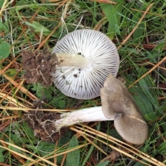 Tricholoma terreum (Grey Knight or Dirty Tricholoma) at Turner, ACT - 11 Jun 2023 by Heino1