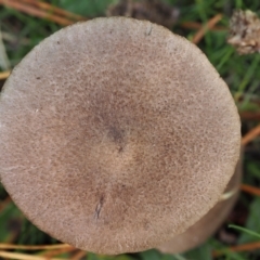 Tricholoma terreum at Turner, ACT - 11 Jun 2023