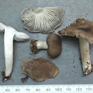 Tricholoma terreum at Turner, ACT - 11 Jun 2023