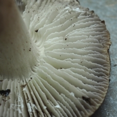 Tricholoma terreum at Turner, ACT - 11 Jun 2023