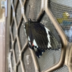 Papilio aegeus (Orchard Swallowtail, Large Citrus Butterfly) at Lyneham, ACT - 9 Nov 2023 by KyliePossum