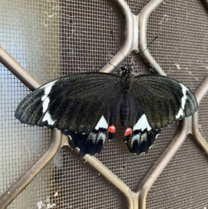Papilio aegeus at Lyneham, ACT - 10 Nov 2023