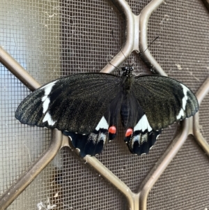 Papilio aegeus at Lyneham, ACT - suppressed