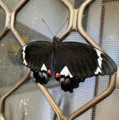 Papilio aegeus at Lyneham, ACT - 10 Nov 2023