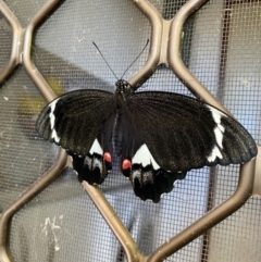 Papilio aegeus at Lyneham, ACT - suppressed