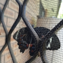 Papilio aegeus at Lyneham, ACT - 10 Nov 2023