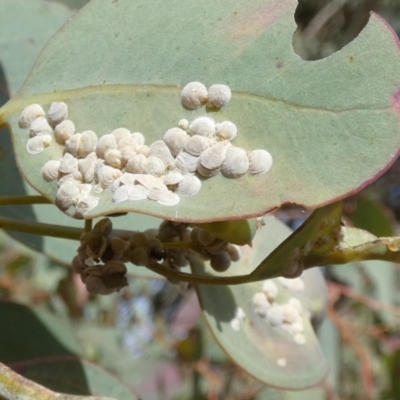 Psyllidae sp. (family) (Unidentified psyllid or lerp insect) at Bicentennial Park - 9 Nov 2023 by Paul4K