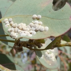 Unidentified Psyllid, lerp, aphid or whitefly (Hemiptera, several families) at Bicentennial Park - 8 Nov 2023 by Paul4K