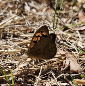 Heteronympha merope at QPRC LGA - 10 Nov 2023 09:20 AM