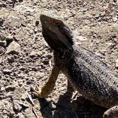 Pogona barbata (Eastern Bearded Dragon) at Cook, ACT - 8 Nov 2023 by lbradley