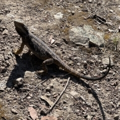 Pogona barbata at Aranda Bushland - 9 Nov 2023