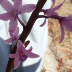 Dipodium roseum (Rosy Hyacinth Orchid) at QPRC LGA - 10 Nov 2023 by Paul4K