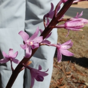 Dipodium roseum at QPRC LGA - suppressed