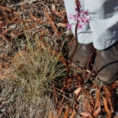 Dipodium roseum at QPRC LGA - suppressed