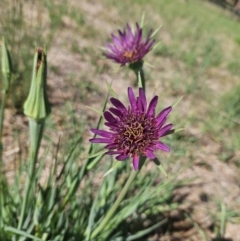 Tragopogon porrifolius subsp. porrifolius (Salsify, Oyster Plant) at Braidwood, NSW - 9 Nov 2023 by MatthewFrawley