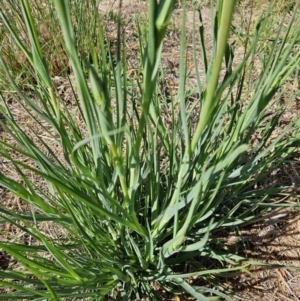 Tragopogon porrifolius subsp. porrifolius at QPRC LGA - 10 Nov 2023