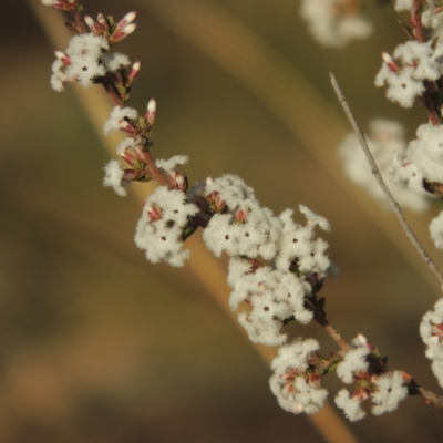 Styphelia attenuata (Small-leaved Beard Heath) at Pine Island to Point Hut - 7 Aug 2023 by MichaelBedingfield