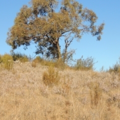 Leucopogon attenuatus at Pine Island to Point Hut - 7 Aug 2023