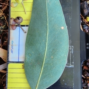Eucalyptus mannifera subsp. praecox at Weston, ACT - 11 Nov 2023