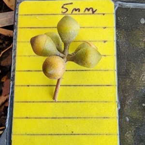 Eucalyptus mannifera subsp. praecox at Weston, ACT - 11 Nov 2023