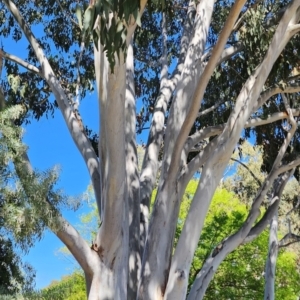 Eucalyptus mannifera subsp. praecox at Weston, ACT - 11 Nov 2023
