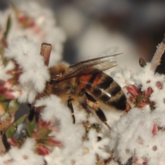 Apis mellifera (European honey bee) at Pine Island to Point Hut - 7 Aug 2023 by MichaelBedingfield